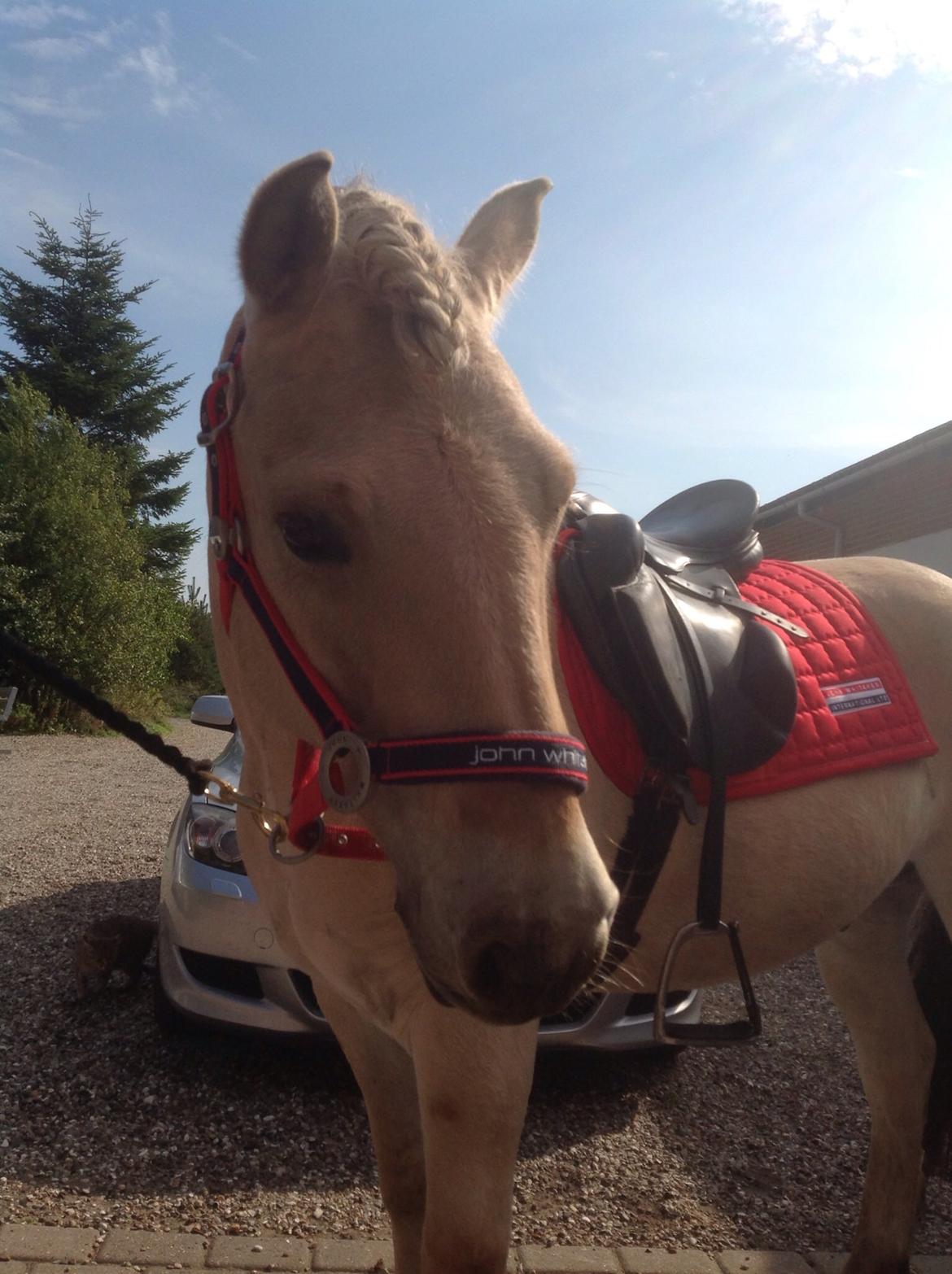 Fjordhest Ryttergårdens kjeldbjørn (Kjeldsen) billede 15