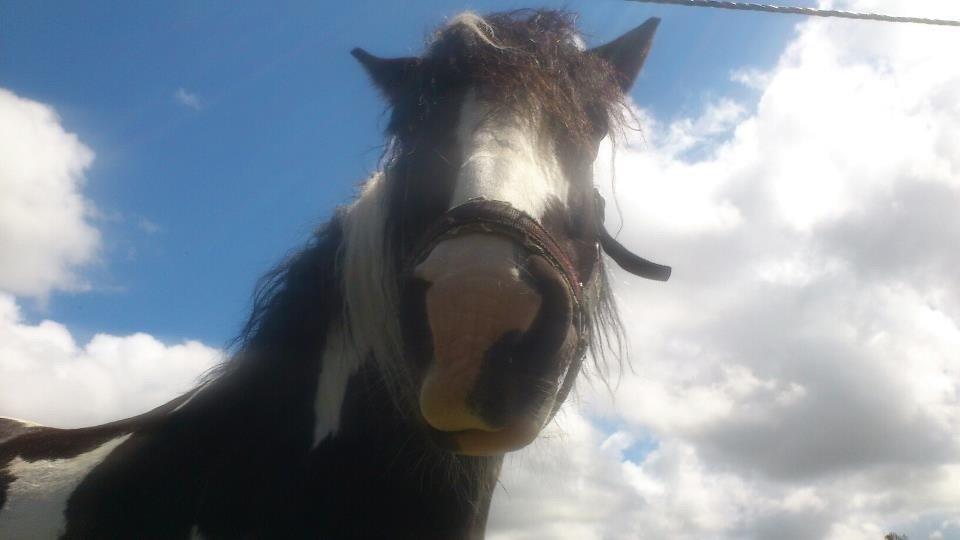 Tinker Toby (den bedste) billede 10