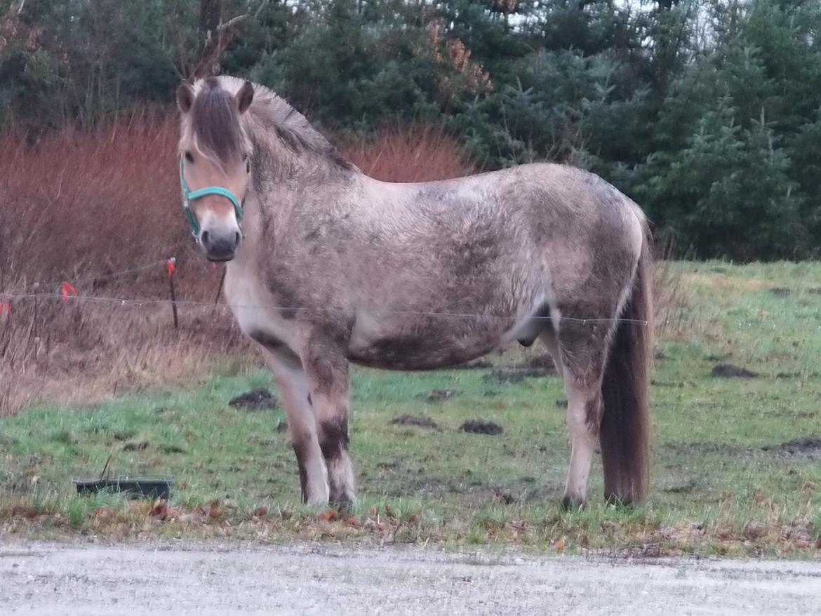 Fjordhest Tango!&lt;3 -   Han elsker og v&#230;re beskidt!&lt;3 billede 5