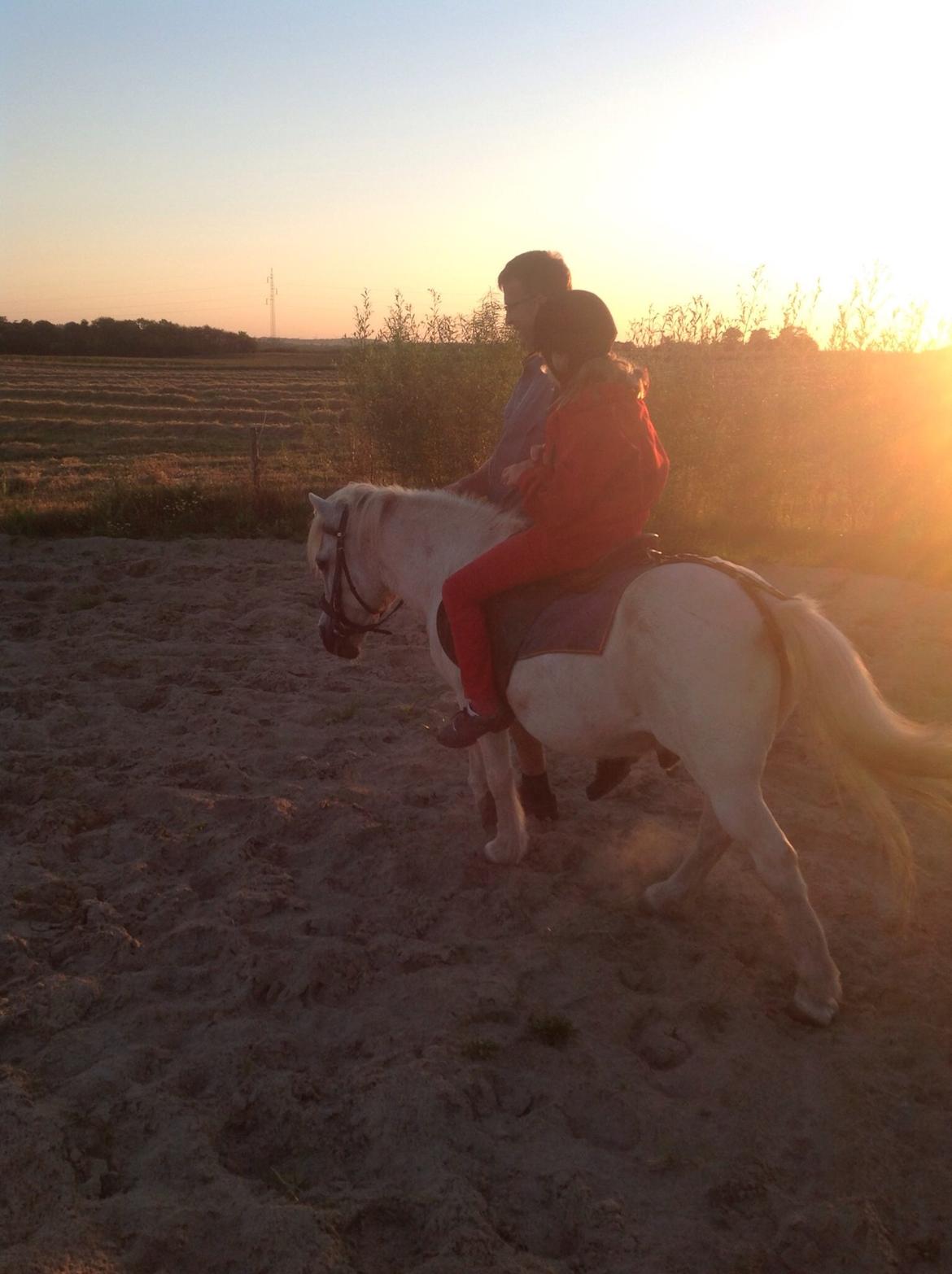 Anden særlig race Laban billede 12