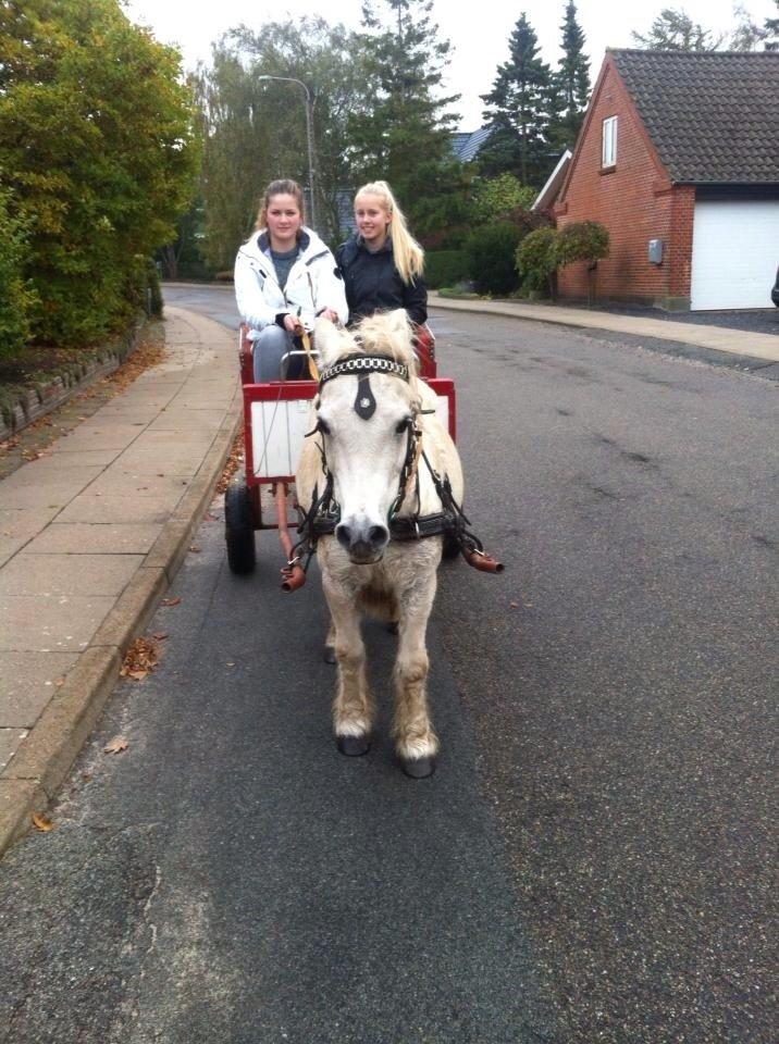 Anden særlig race Laban billede 14