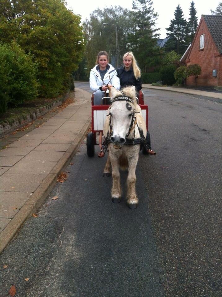 Anden særlig race Laban billede 15