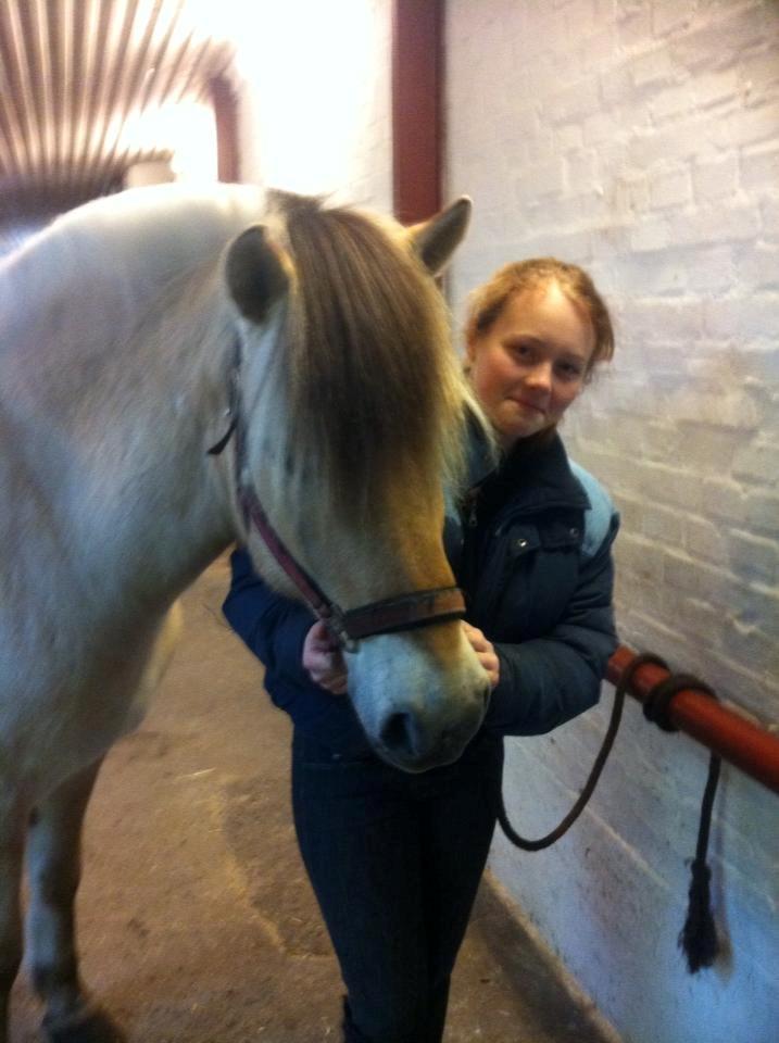 Fjordhest Tango!&lt;3 - Efter jeg lige fik ham! (,: billede 6