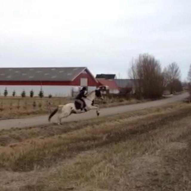 Pinto Aslak India - Vi skulle lige prøve :-) billede 19