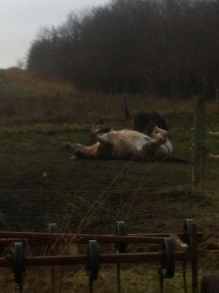 Fjordhest Tango!&lt;3 - Godt med en rulletur!:D billede 12