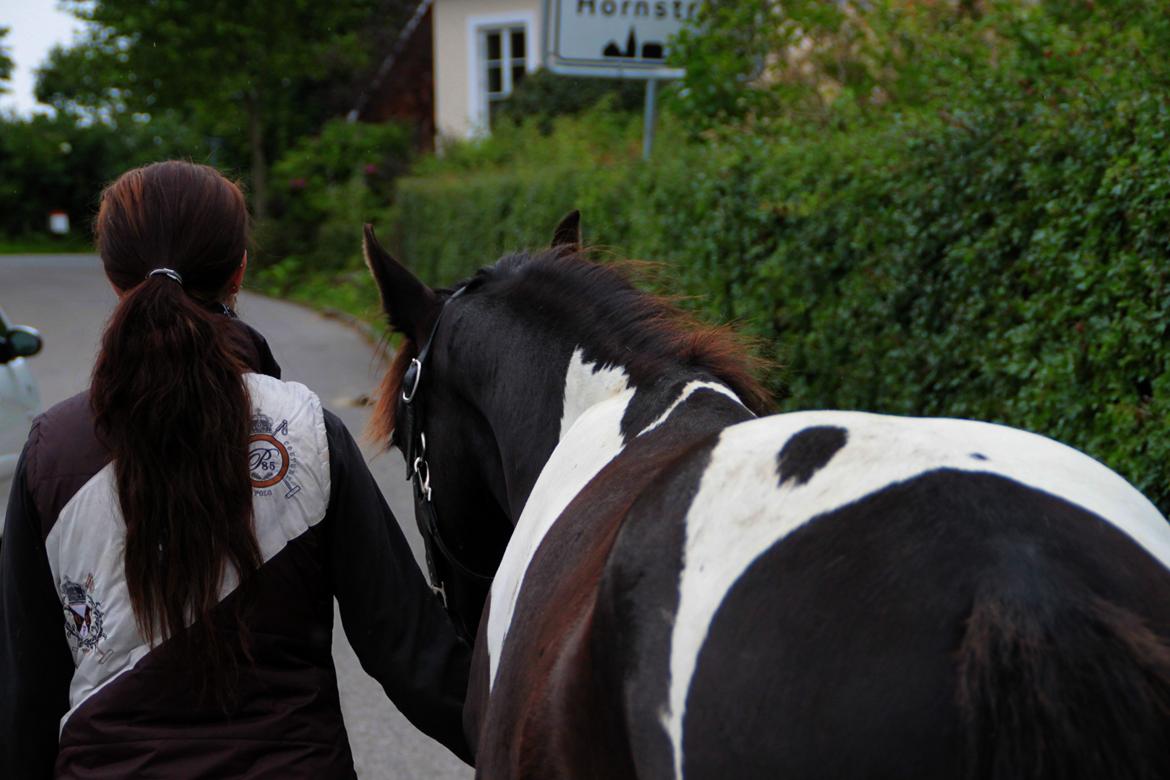 Tobiano Friesian ~Bentley~ af Bølå - Lige ude på en lille gåtur ;) billede 28