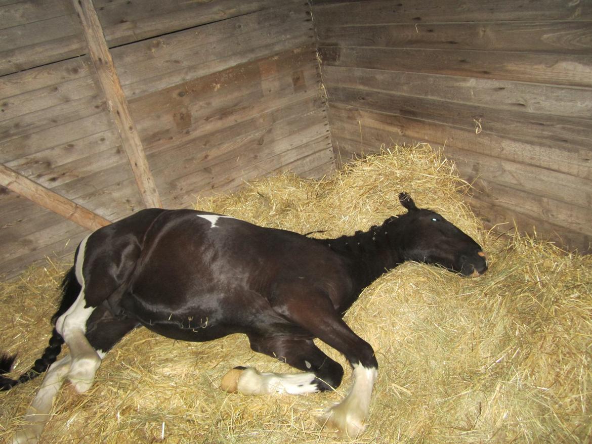 Tobiano Friesian ~Bentley~ af Bølå billede 30