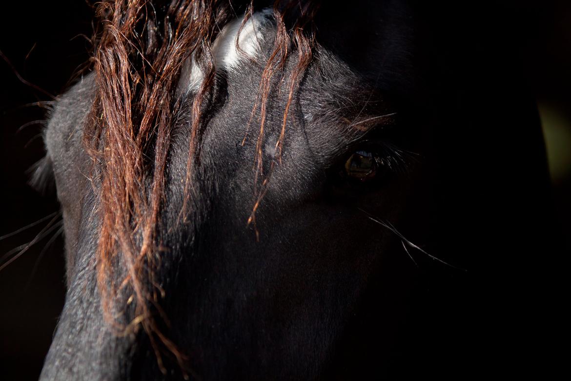 Tobiano Friesian ~Bentley~ af Bølå billede 31