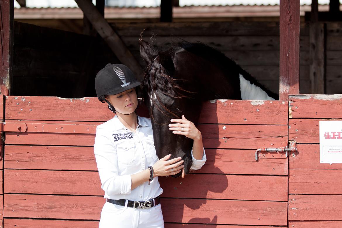 Tobiano Friesian ~Bentley~ af Bølå billede 32