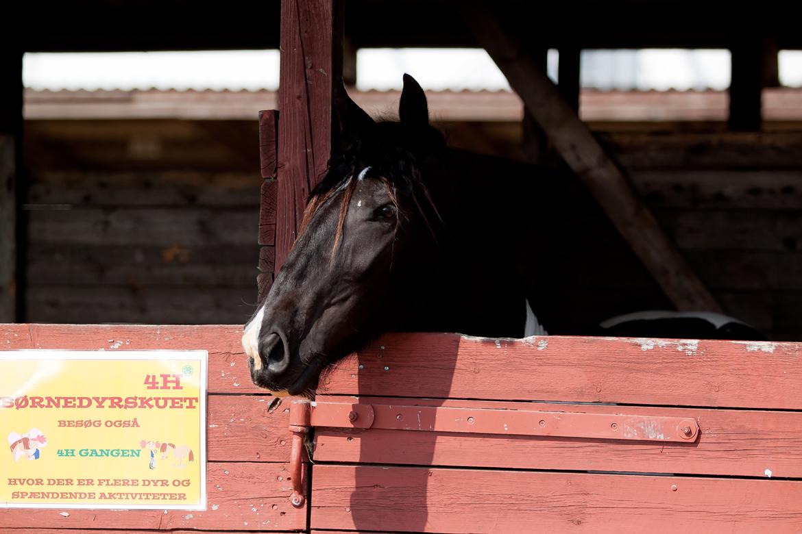 Tobiano Friesian ~Bentley~ af Bølå billede 33