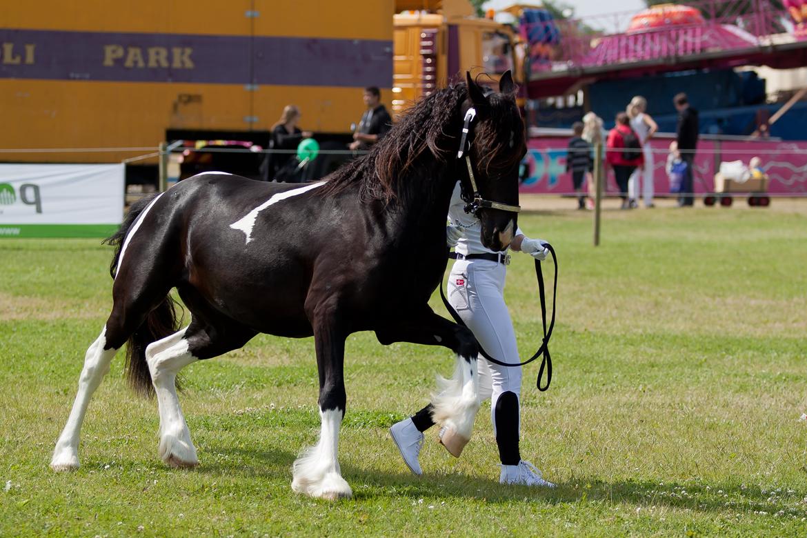 Tobiano Friesian ~Bentley~ af Bølå billede 35