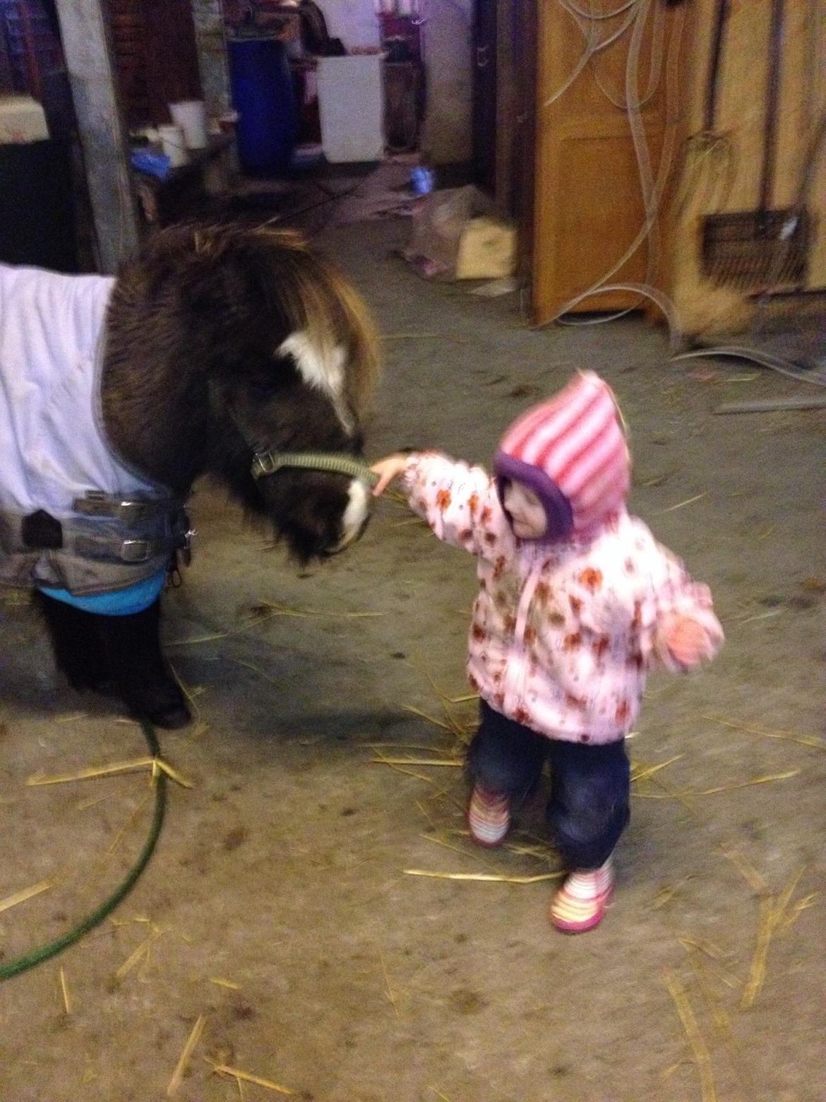 Anden særlig race Bella billede 16