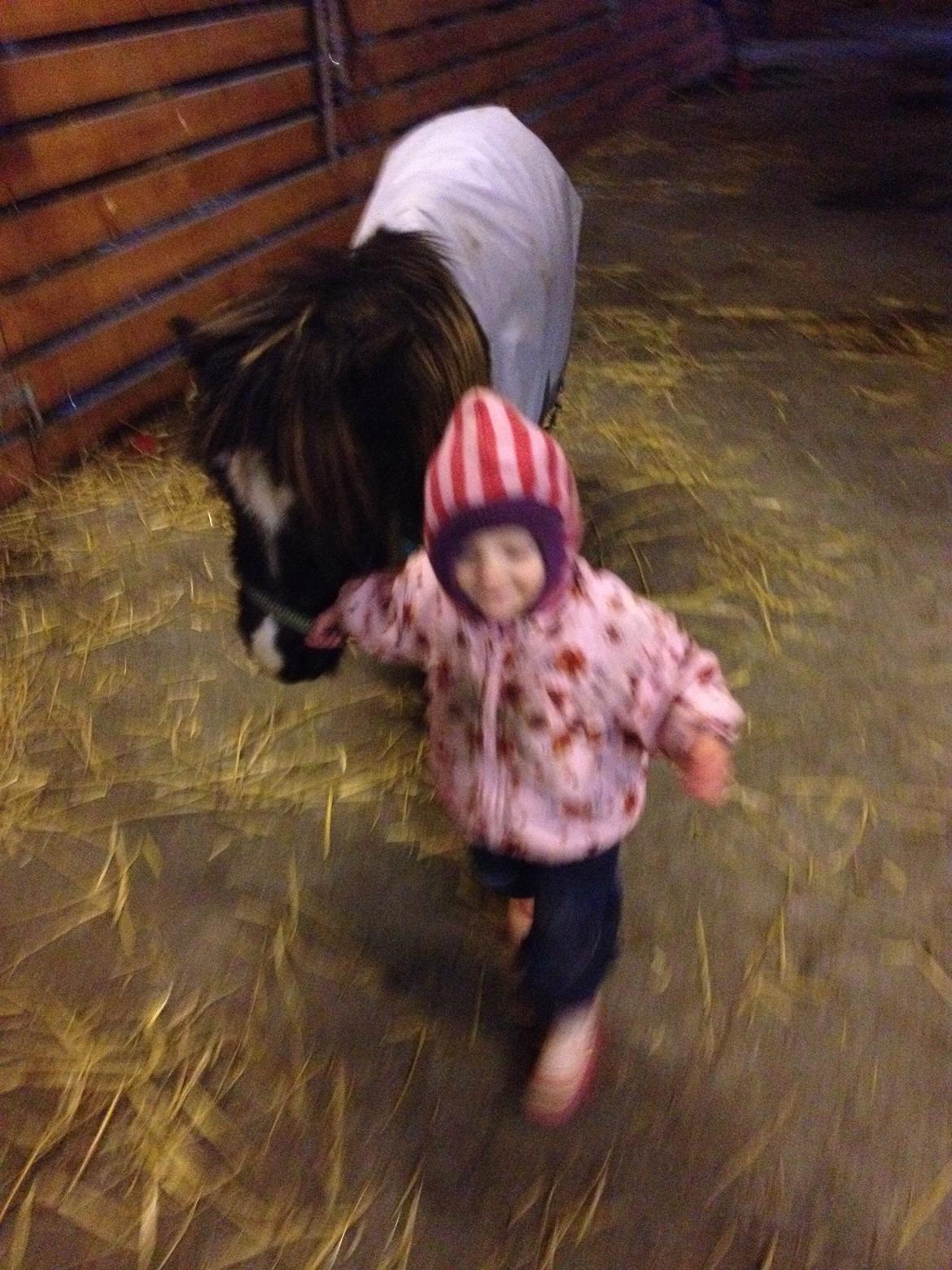 Anden særlig race Bella billede 17