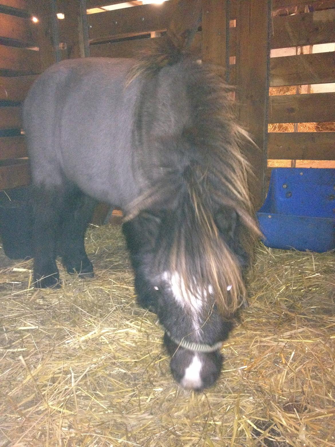 Anden særlig race Bella billede 3