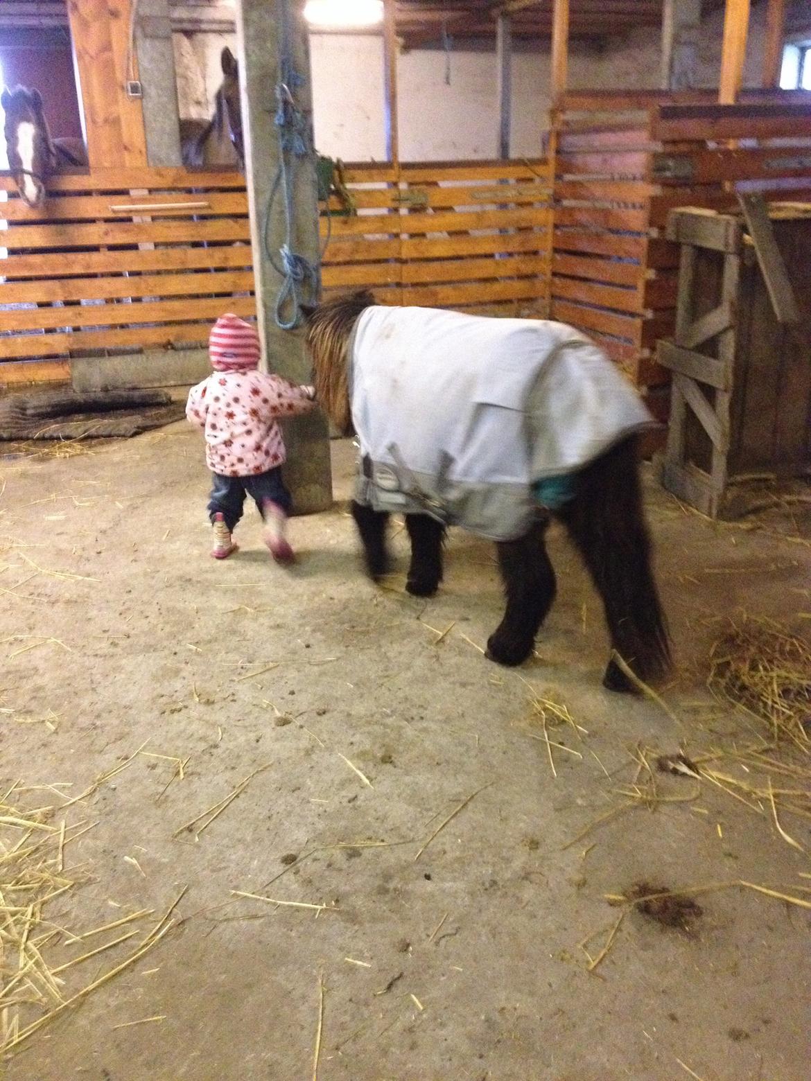 Anden særlig race Bella billede 2