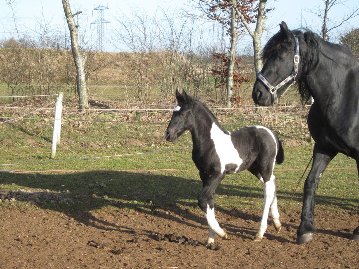 Tobiano Friesian ~Bentley~ af Bølå billede 12