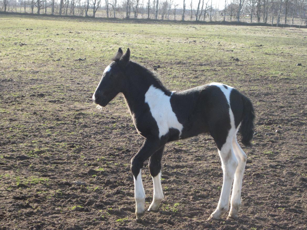 Tobiano Friesian ~Bentley~ af Bølå billede 39