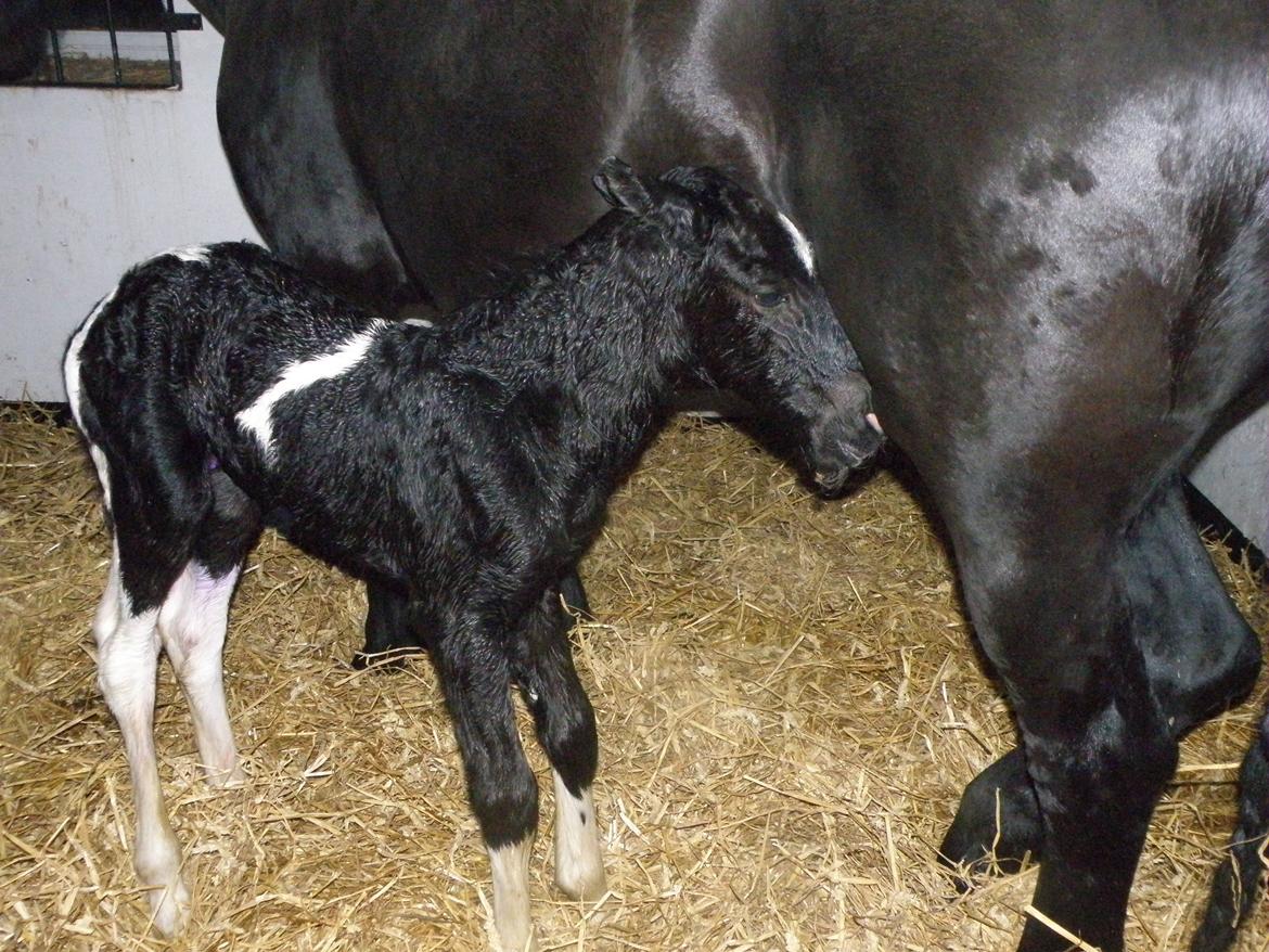 Tobiano Friesian ~Bentley~ af Bølå billede 41