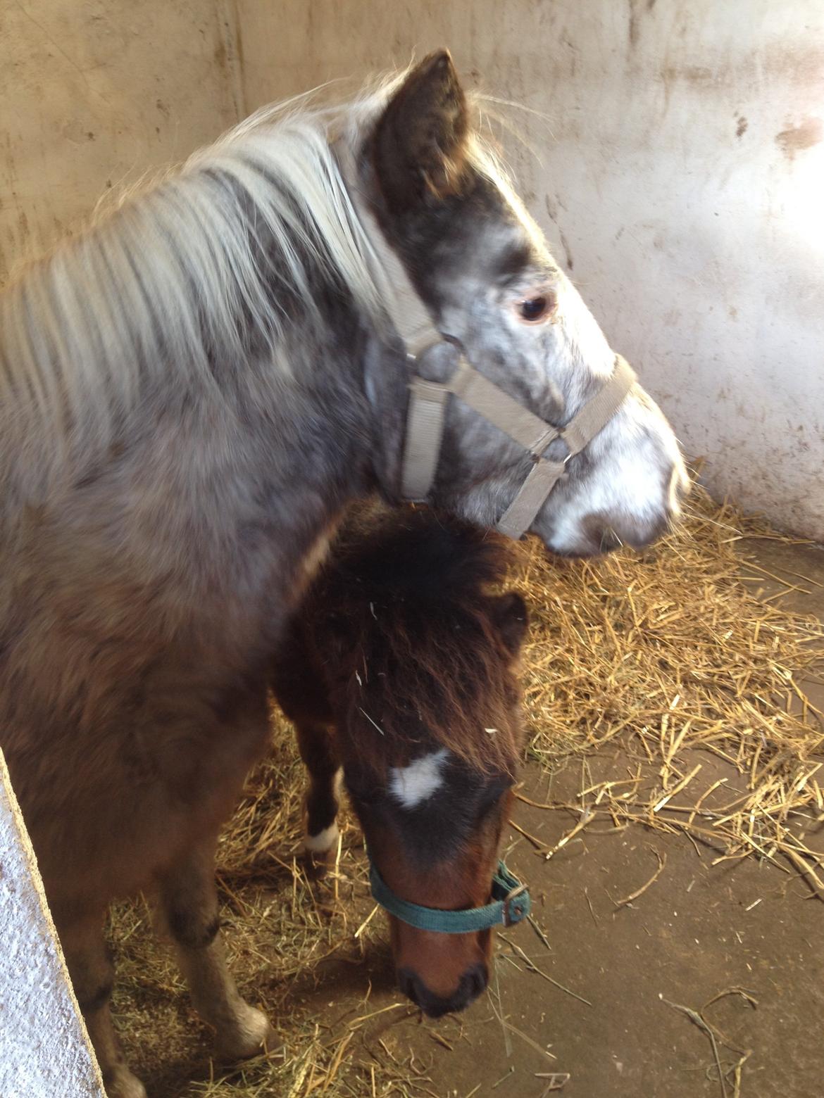 Anden særlig race musse billede 13