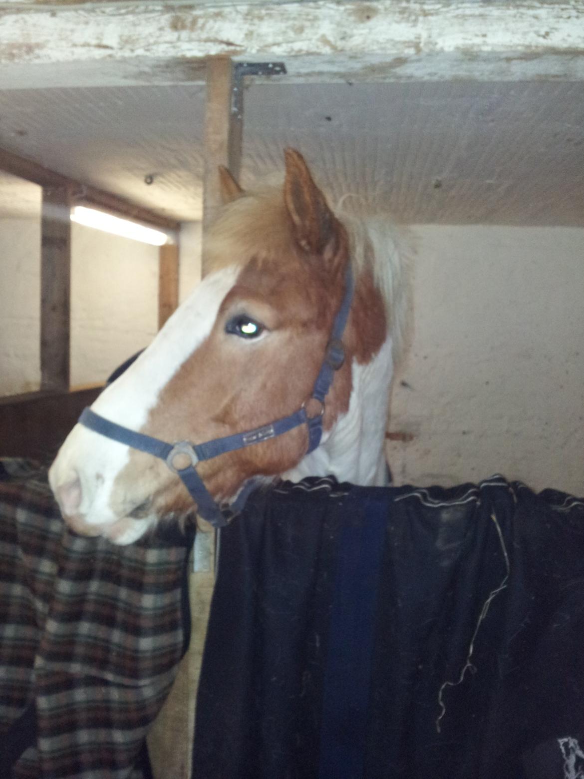 Anden særlig race Zultan billede 1