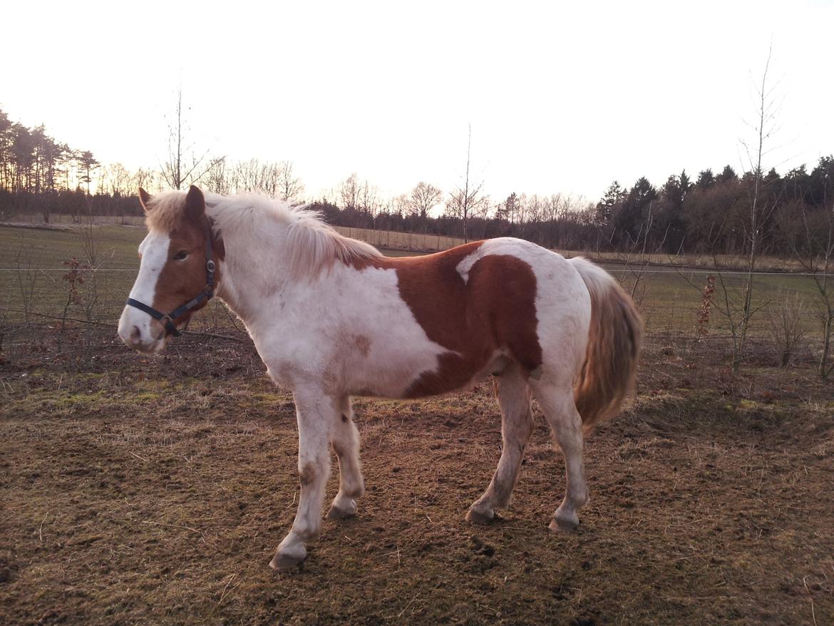 Anden særlig race Zultan billede 2