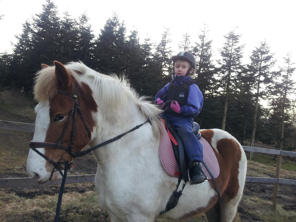 Anden særlig race Zultan billede 3