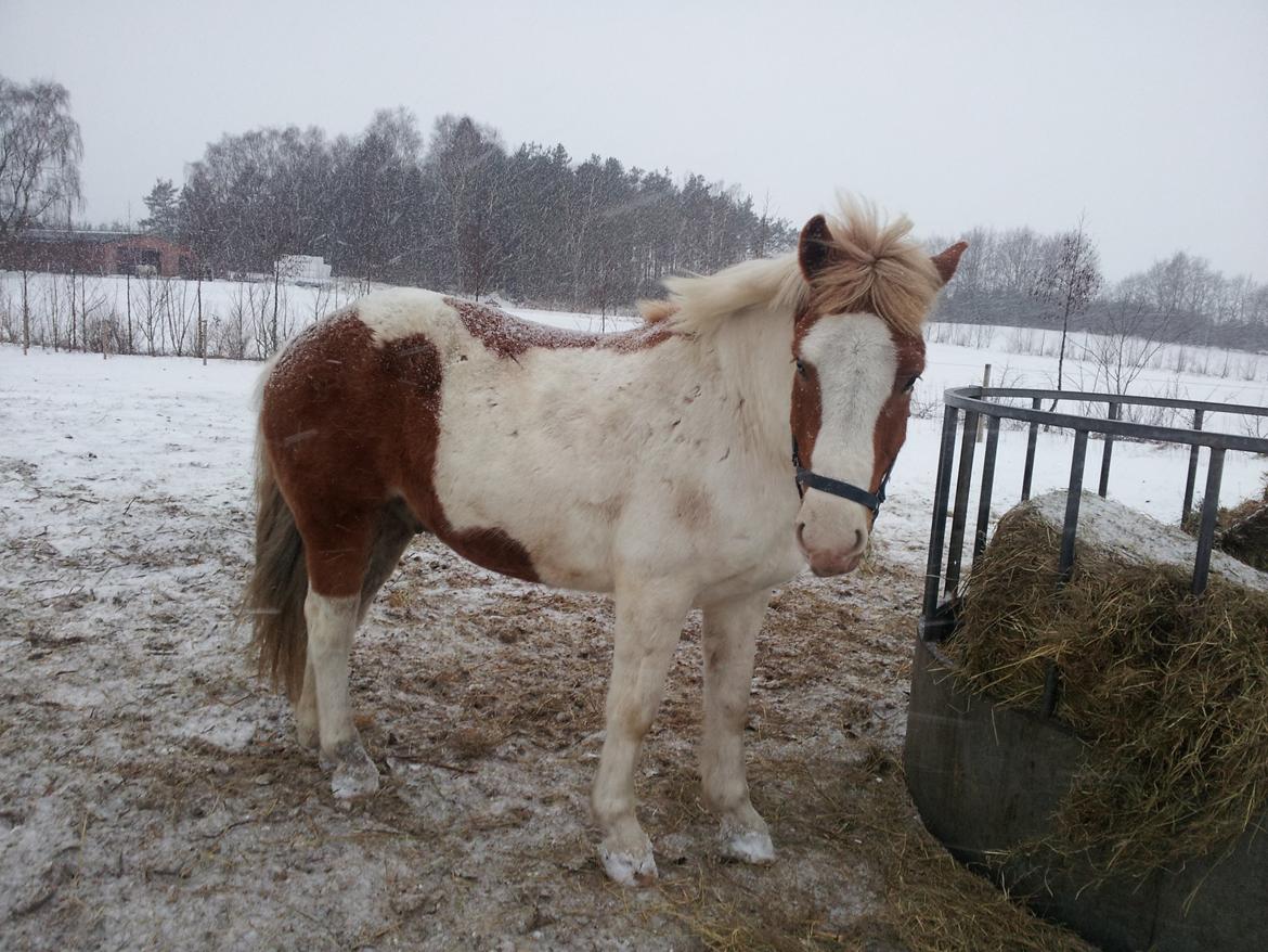 Anden særlig race Zultan billede 4