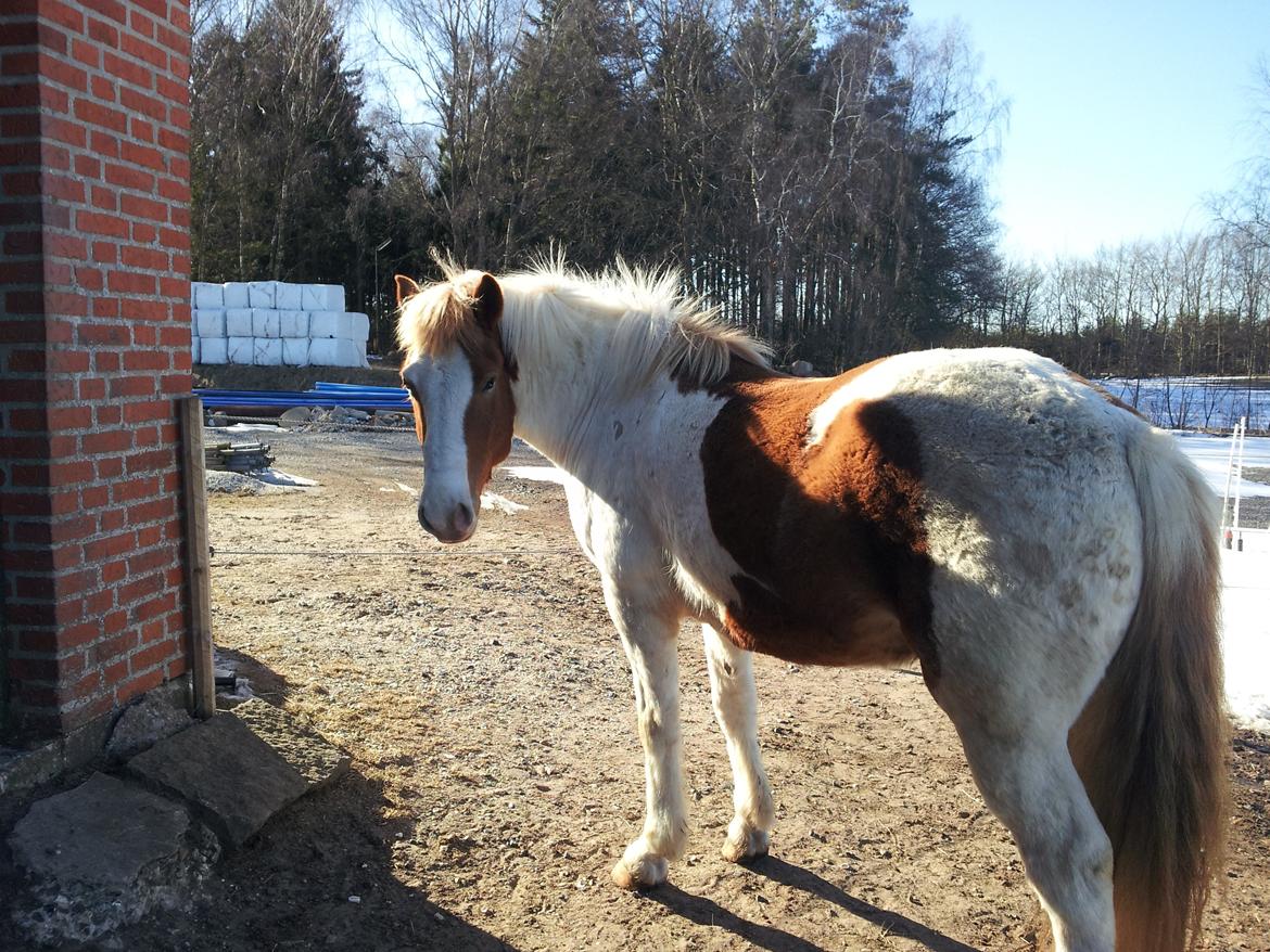 Anden særlig race Zultan billede 5