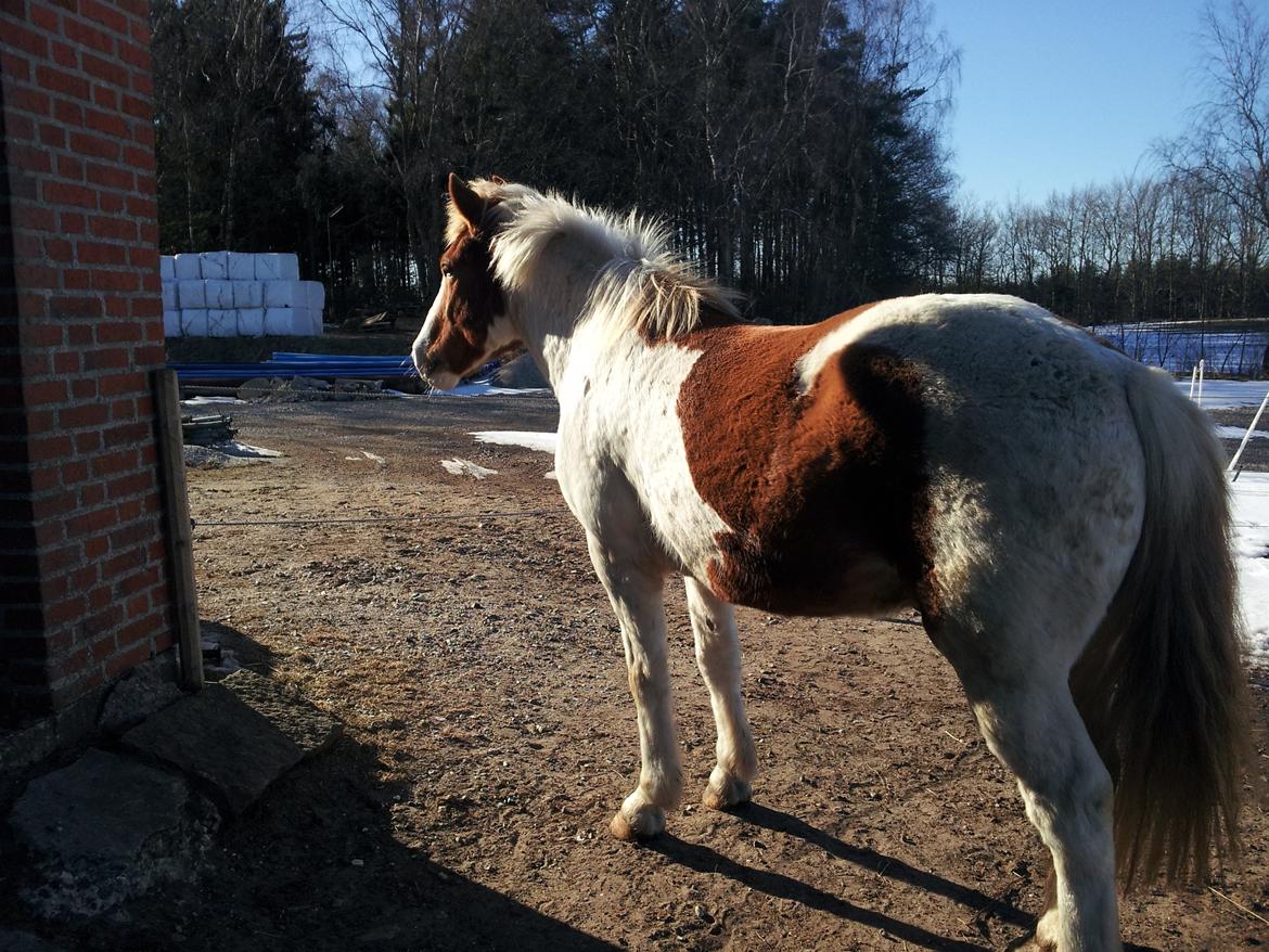 Anden særlig race Zultan billede 6