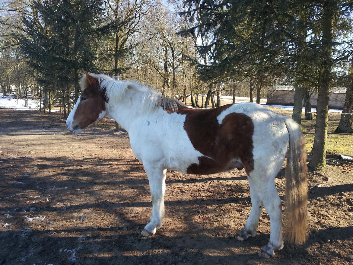 Anden særlig race Zultan billede 7