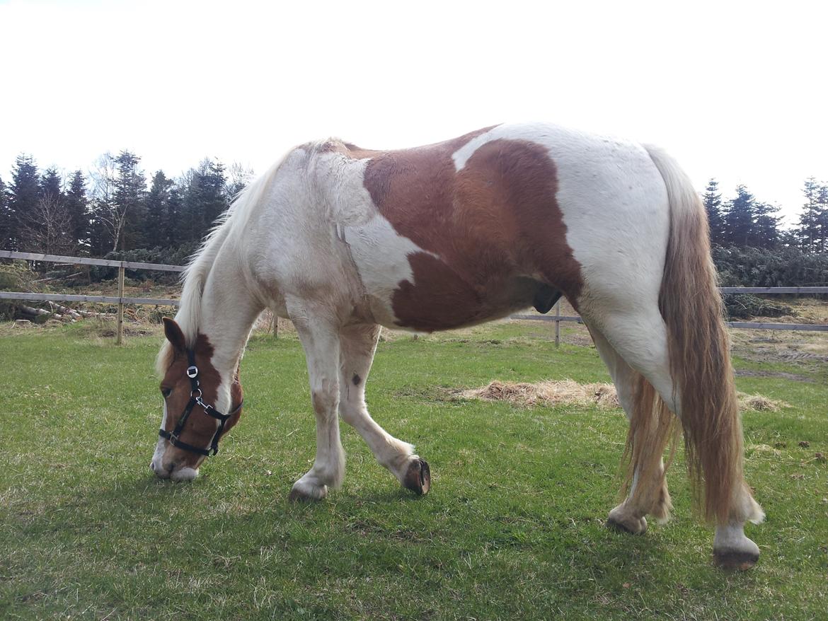 Anden særlig race Zultan billede 8