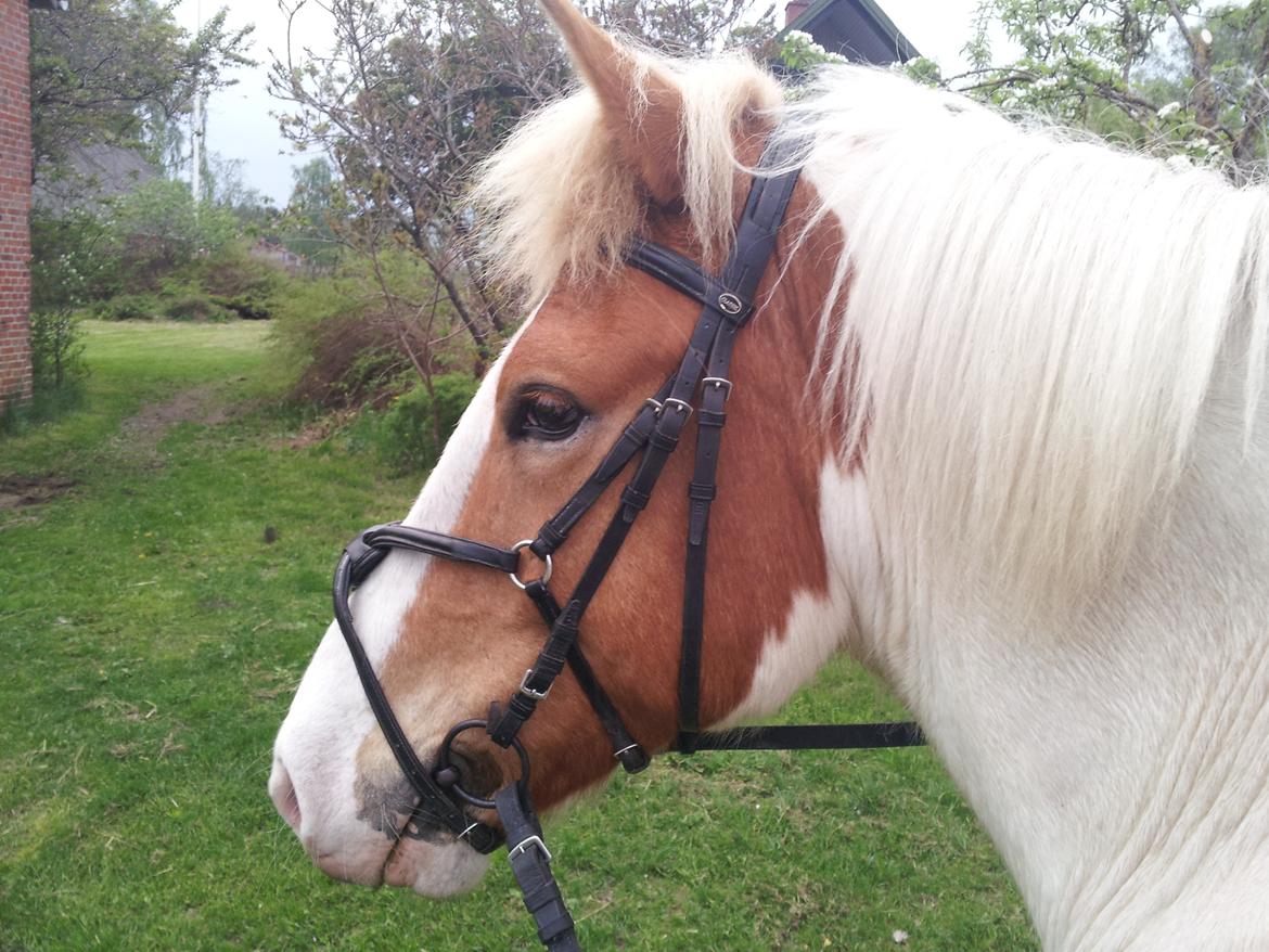 Anden særlig race Zultan billede 9