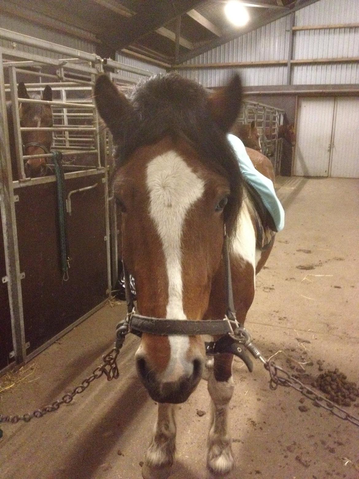 Tinker Kenzo  - Håret fint sat. billede 2