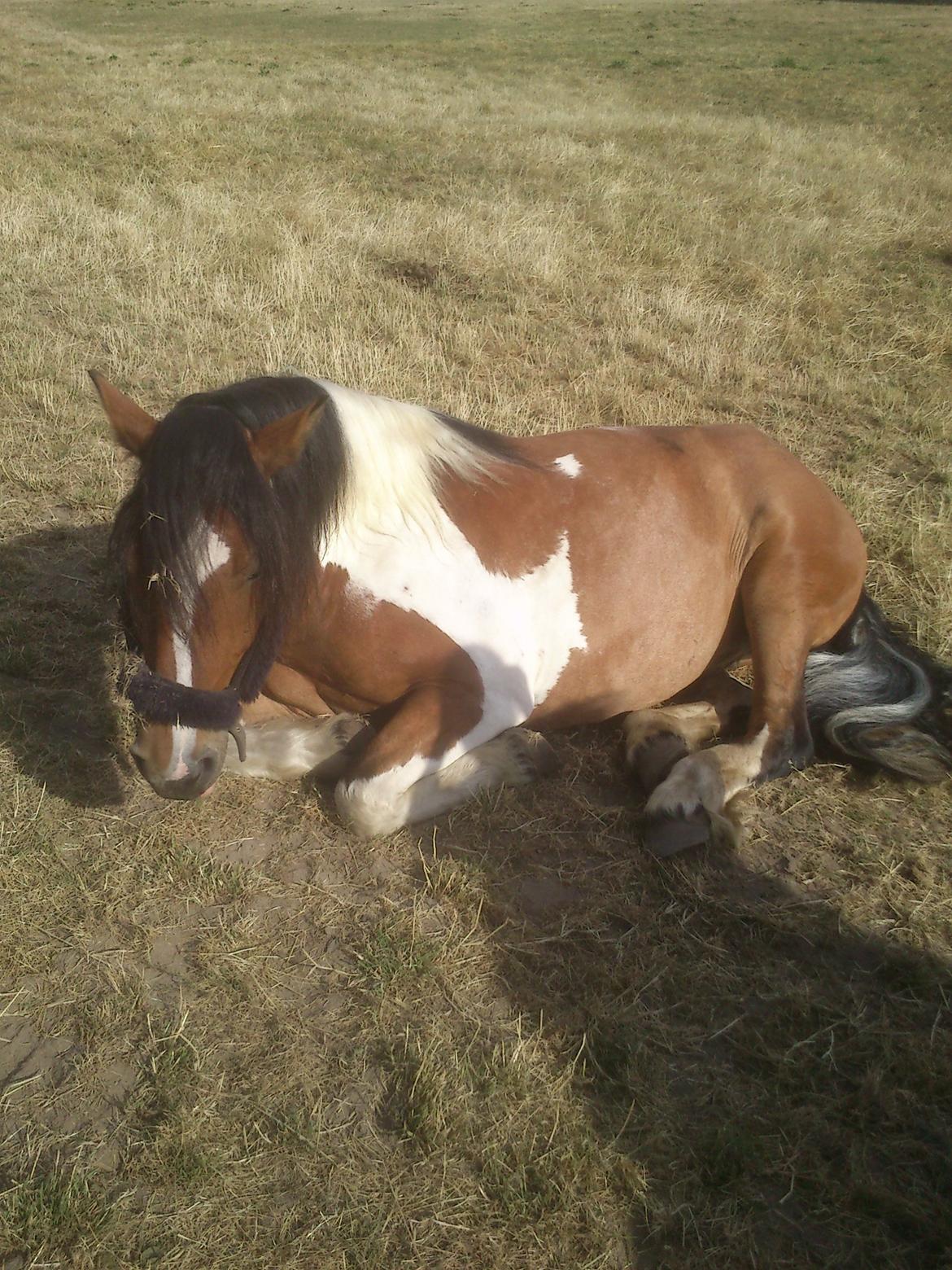 Tinker Kenzo  - Hygger på marken. billede 3