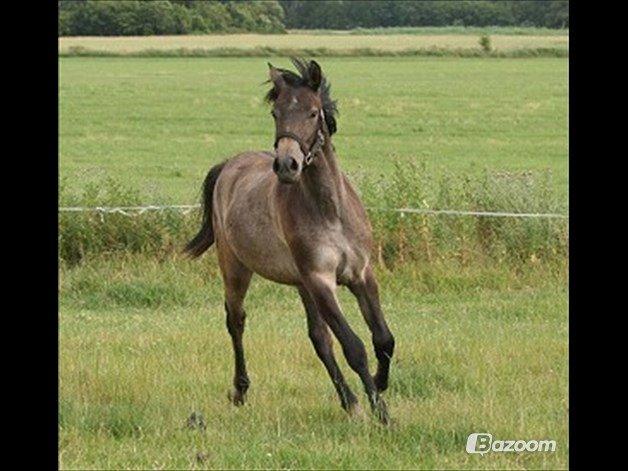 New Forest Marrondales Country Love - marrones salgs billede da hun skulle købes billede 12