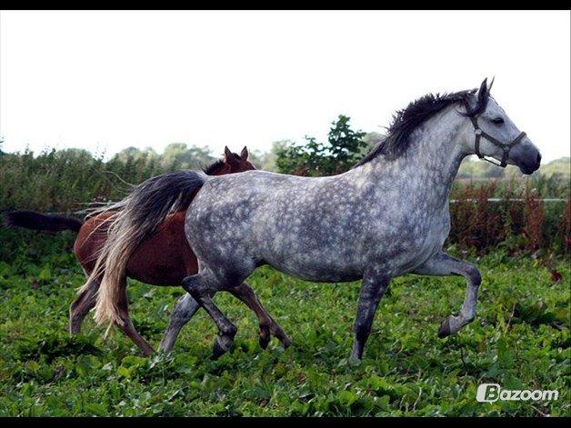 New Forest Marrondales Country Love - marronens mor
Marrondales love song billede 11