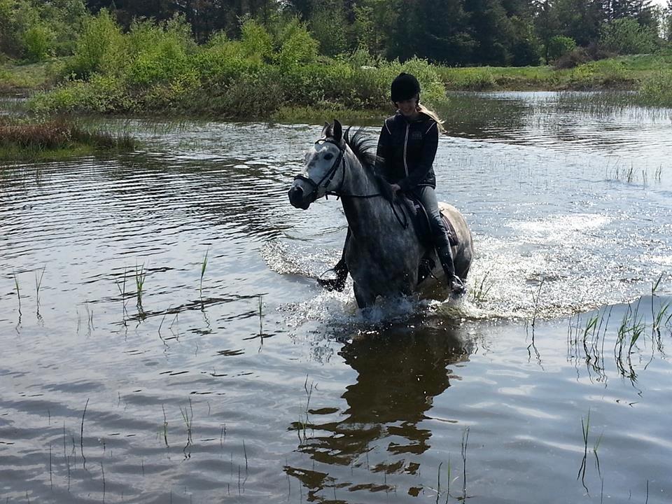 New Forest Marrondales Country Love - marronen og jeg ude og bade i en sø billede 16