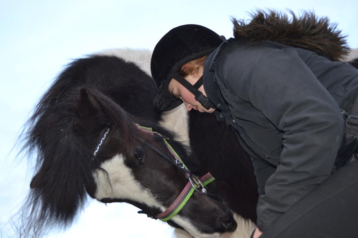 Islænder Glanni( Glans ) - Skulle lærer og neje :) billede 7