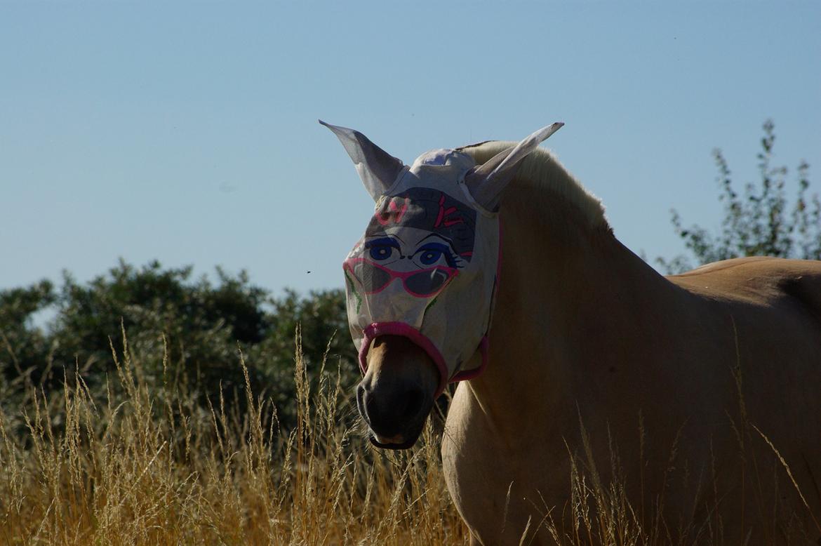 Fjordhest Ingegård's Tanna - På sommerfold 2012.  billede 4
