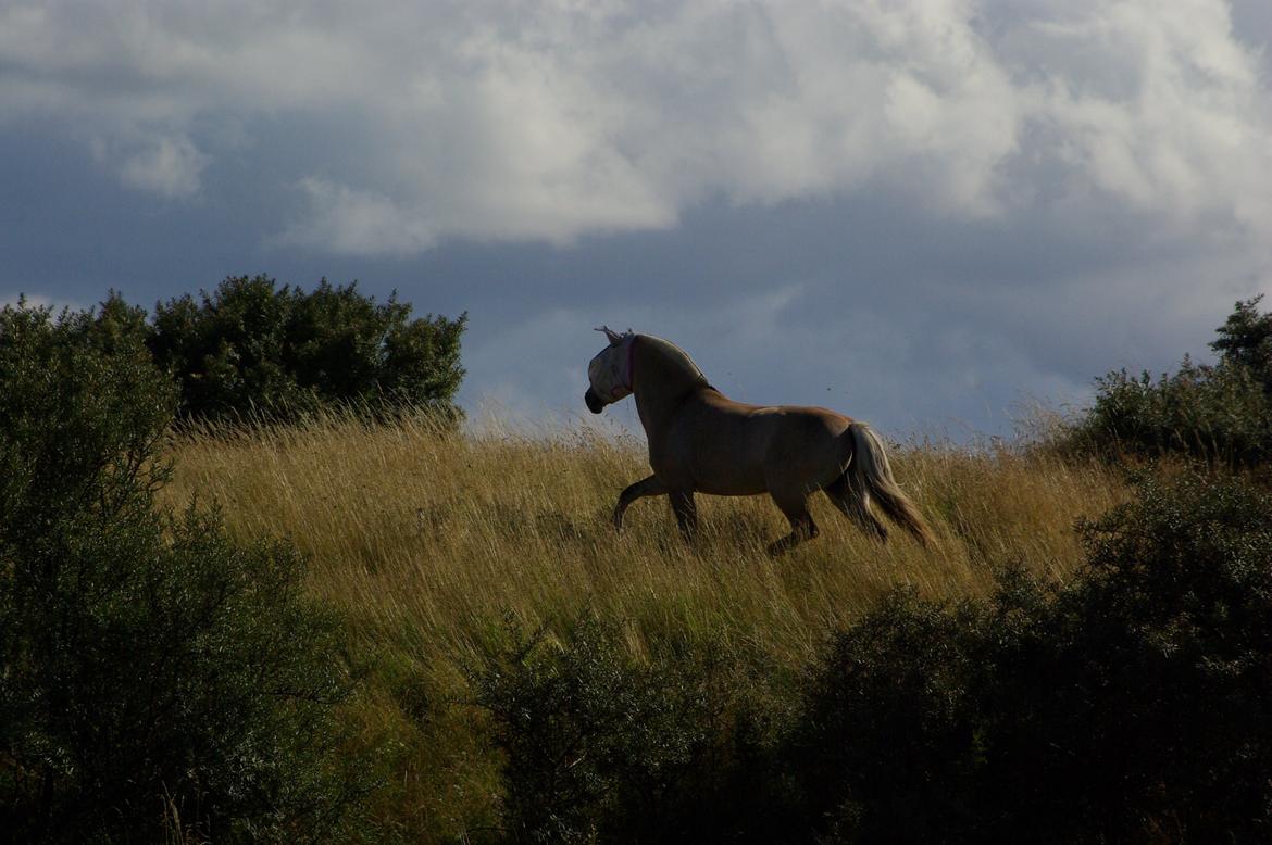 Fjordhest Ingegård's Tanna - Den lækreste sommerfold!  billede 5