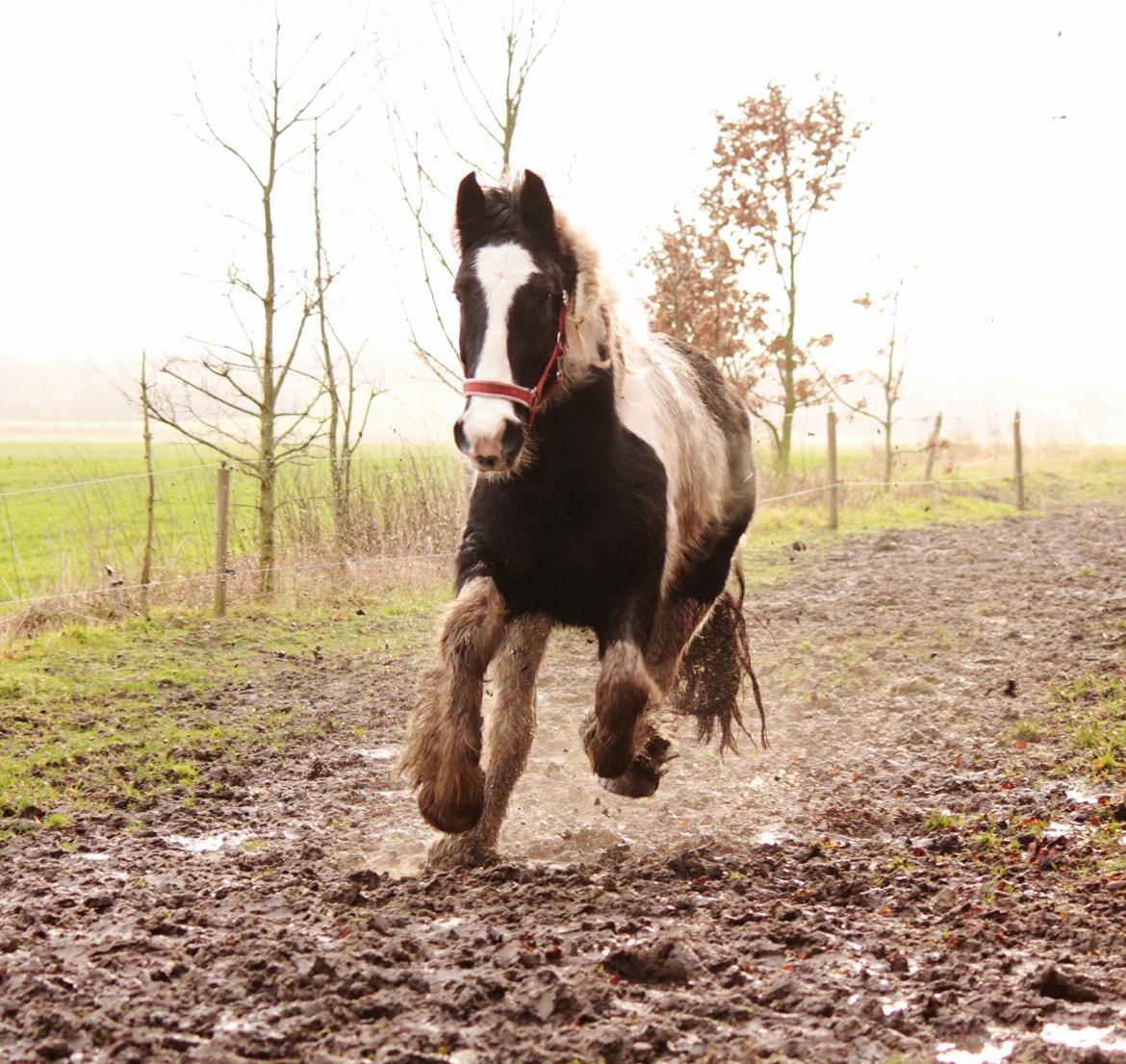 Irish Cob Hauge's Gilroy billede 37