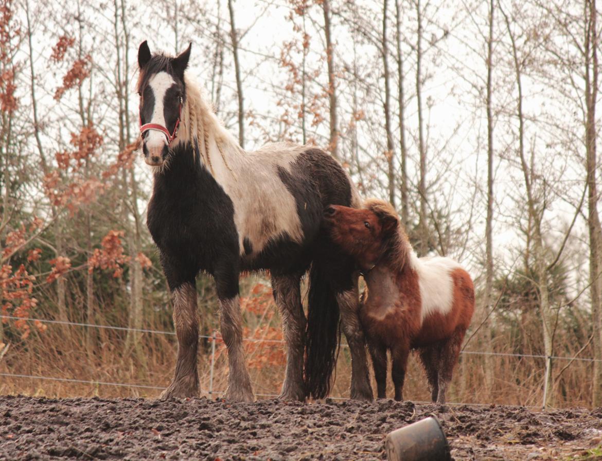 Irish Cob Hauge's Gilroy billede 38