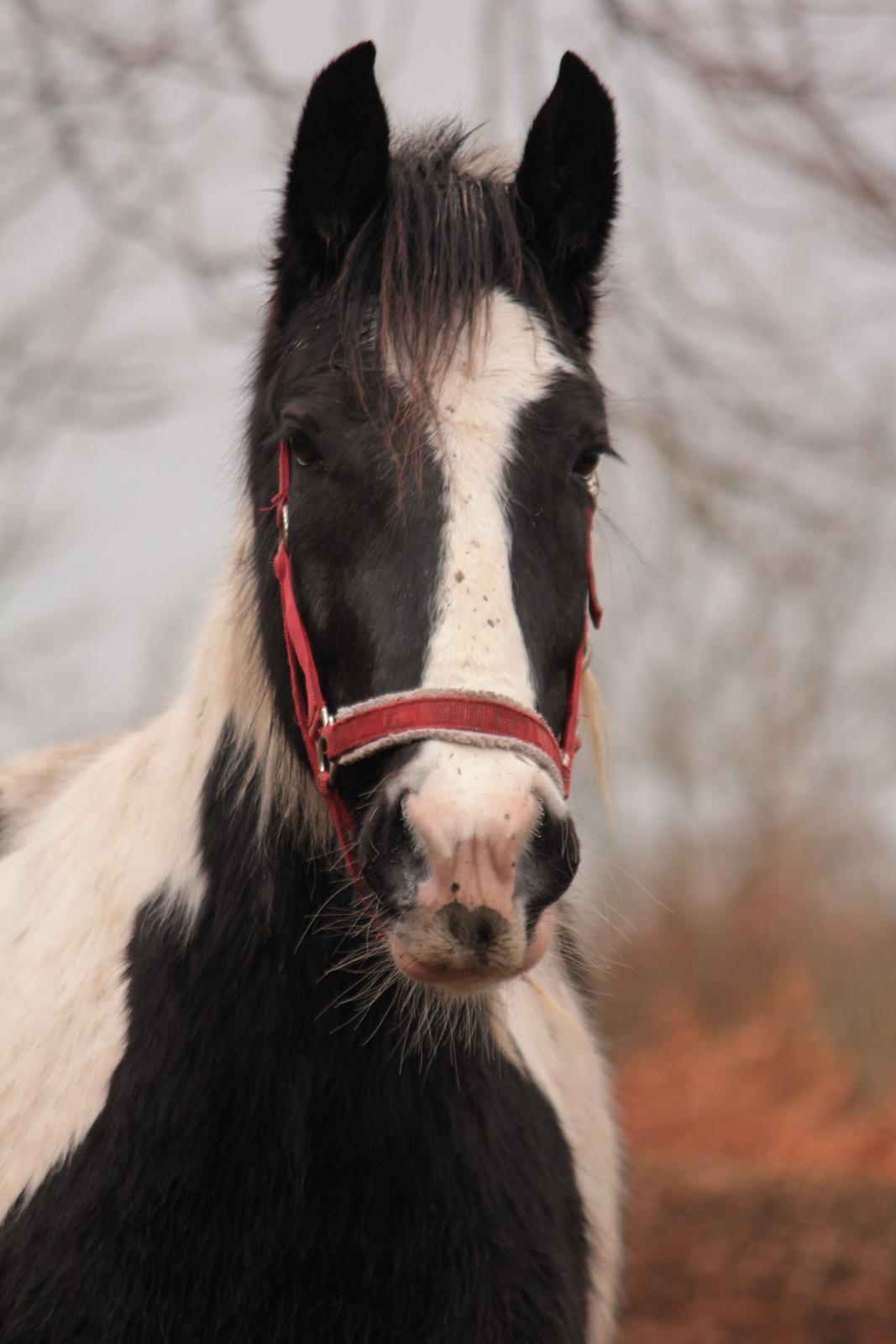 Irish Cob Hauge's Gilroy billede 39