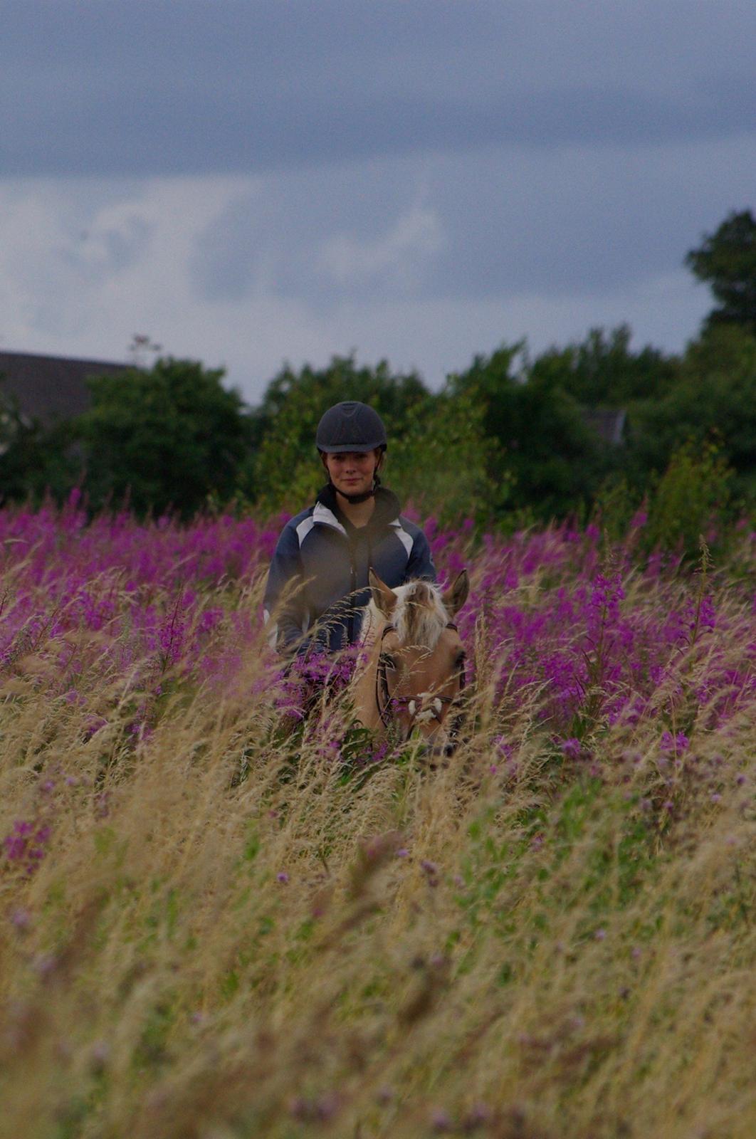 Fjordhest Ingegård's Tanna - Putten og jeg på udflugt i blomster marken 2012.  billede 3