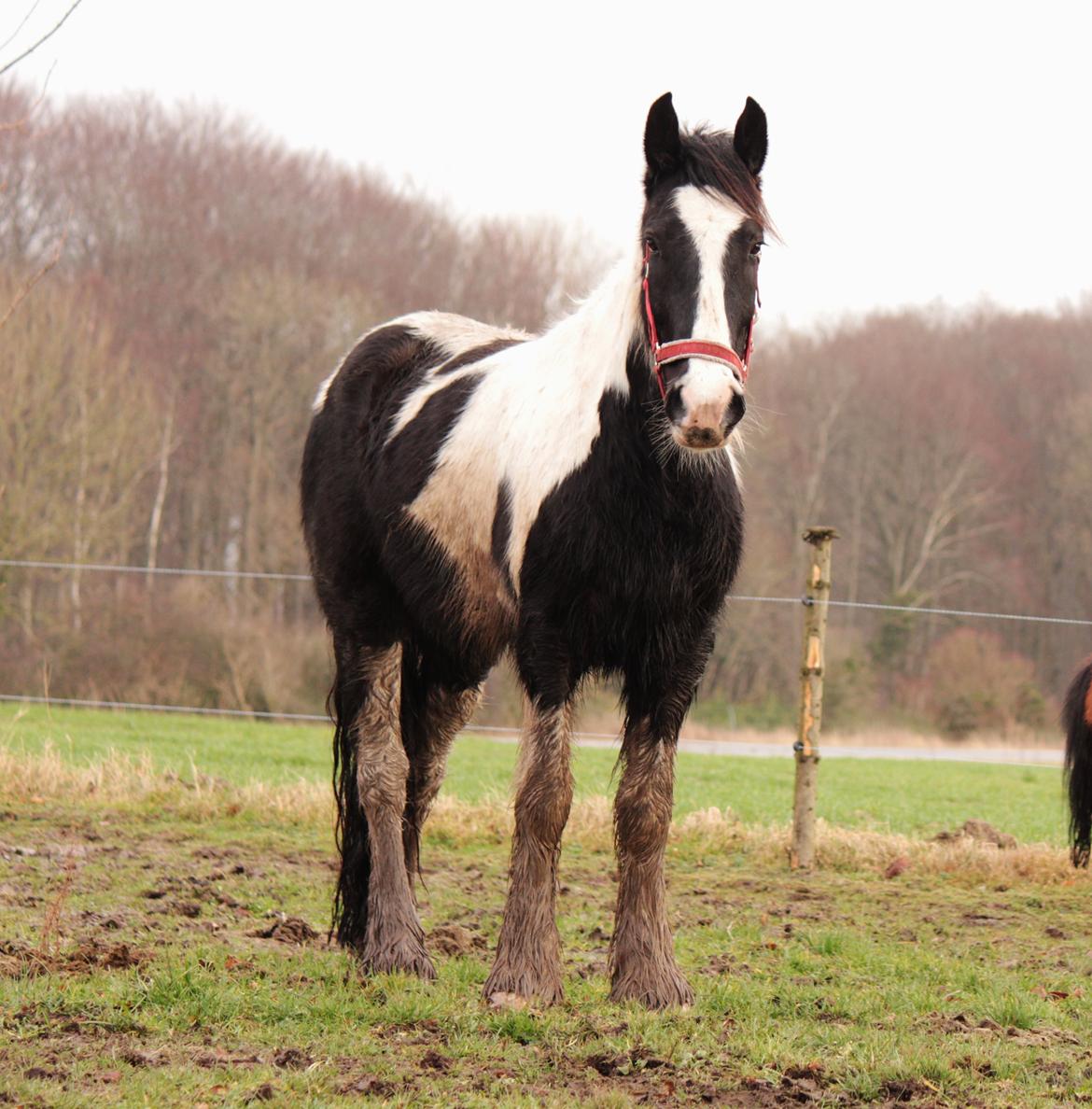 Irish Cob Hauge's Gilroy billede 41