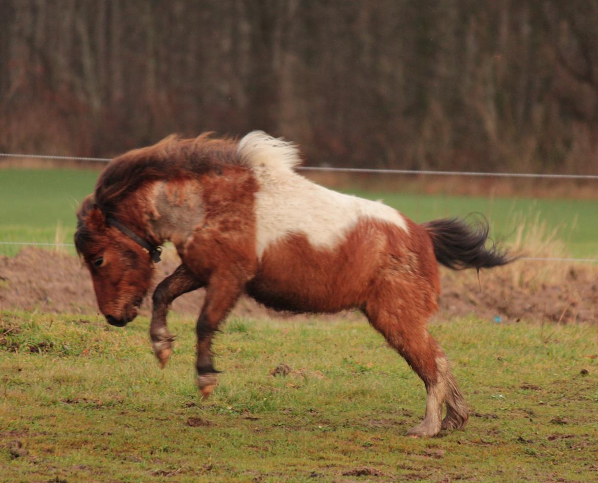 Shetlænder Archie billede 25