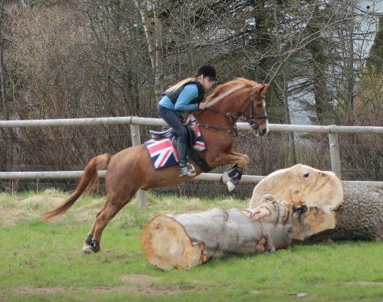Welsh Pony (sec B) Avalon - første terrænspringstræning billede 3