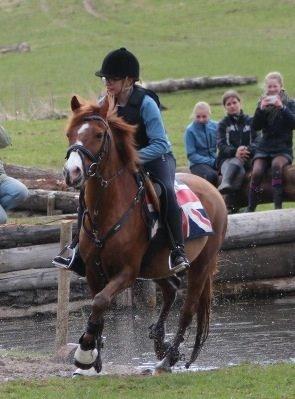Welsh Pony (sec B) Avalon - på vej ud af vandet  til første terrænspringstræning billede 4