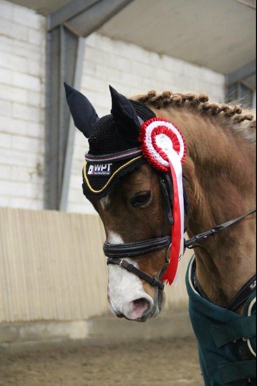 Welsh Pony (sec B) Avalon - 1. kval. til springstafet. 1. plads billede 8