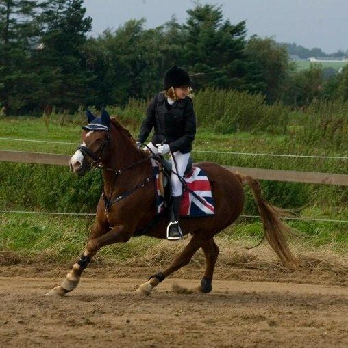 Welsh Pony (sec B) Avalon - rundt i et sving, stævne ude på Molger rideklub billede 9